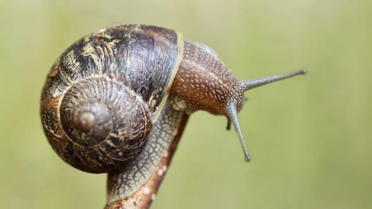 snail sliding along