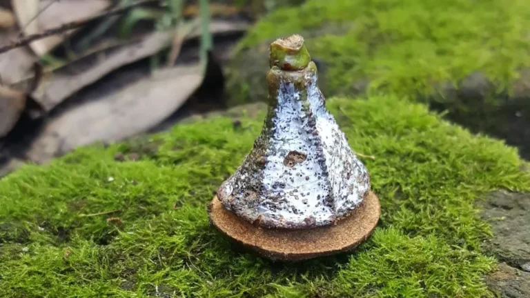 Acorn shaped like a pyramid with a flat base, sitting on green moss. The acorn is covered with what seems to be white dust.