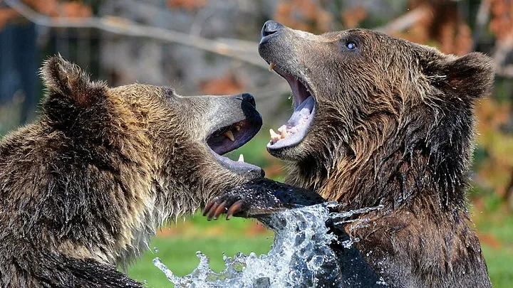 two grizzlies fighting in the water