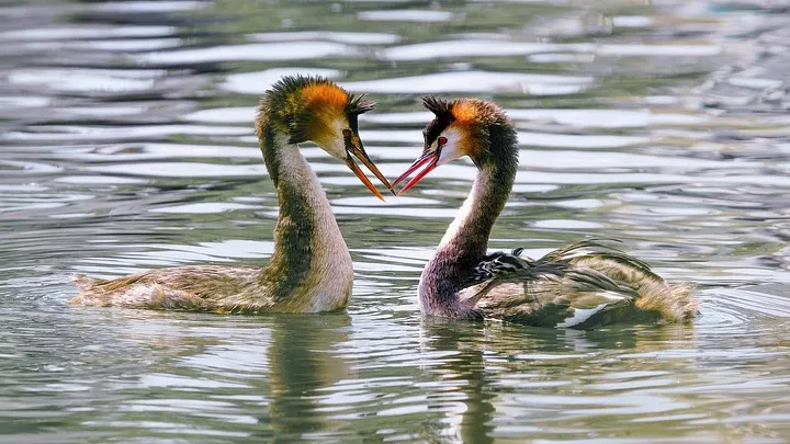 two grebes swimming and touching bills