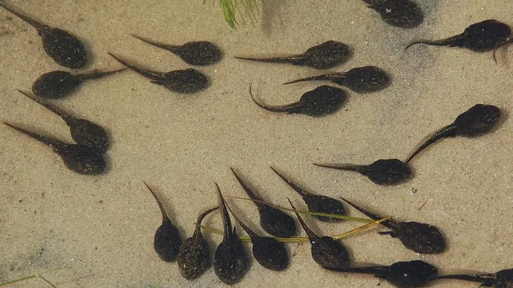 tadpoles swimming