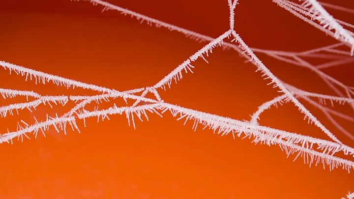 closeup of strands of frozen spider web