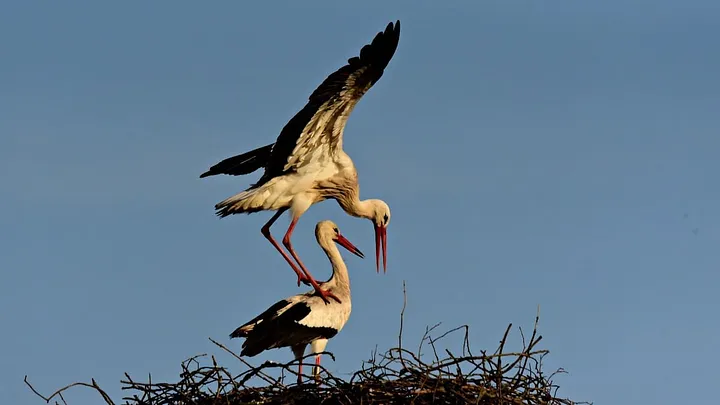 Two storks, one awkwardly standing on the other's shoulders, apparently in a mating posture