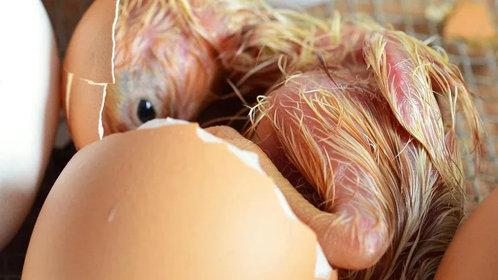 Chicken hatching from an egg