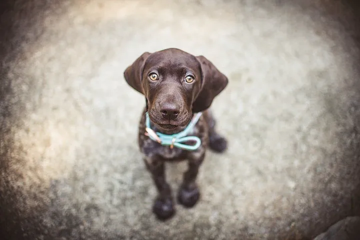 cute pointer puppy wearing a light blue and pink rope collar