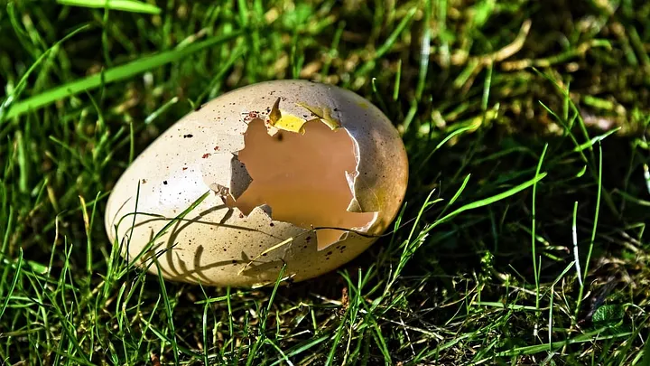 empty, hatched eggshell lying in the grass