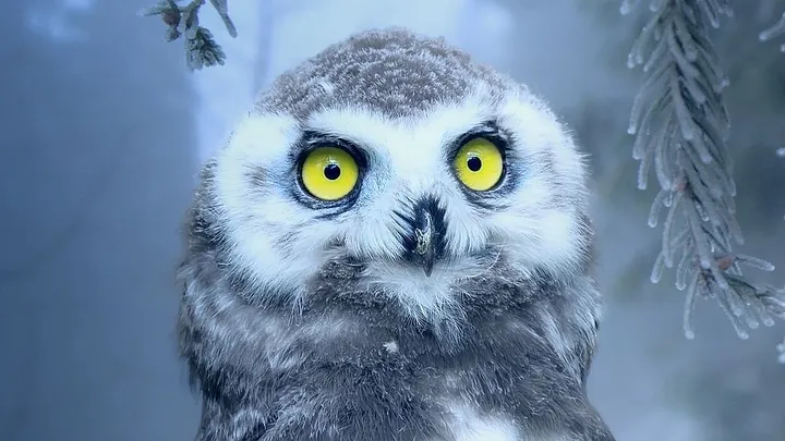 owl with bright yellow eyes