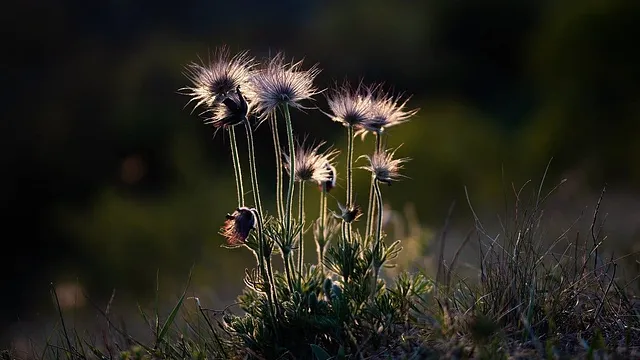 wildflowers silhouetted in sunlight in a field