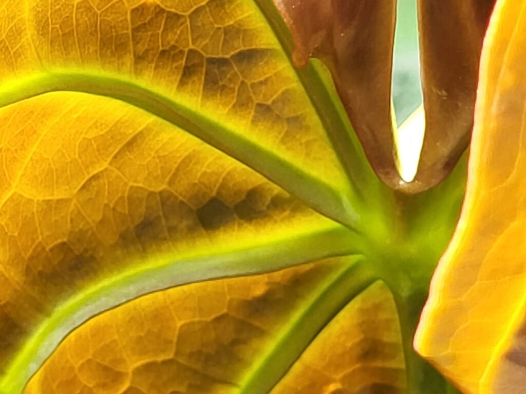 yellow leaf closeup