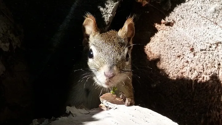 squirrel, perhaps nervous, hiding in rocks