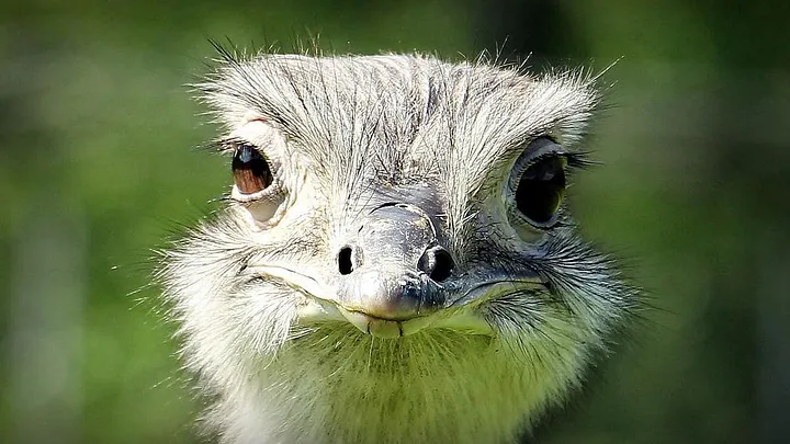 Closeup of a Nandu ostrich head