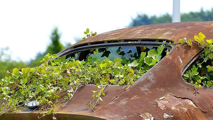 old rusted-out car overgrown by ivy