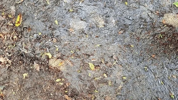 leaves in the mud