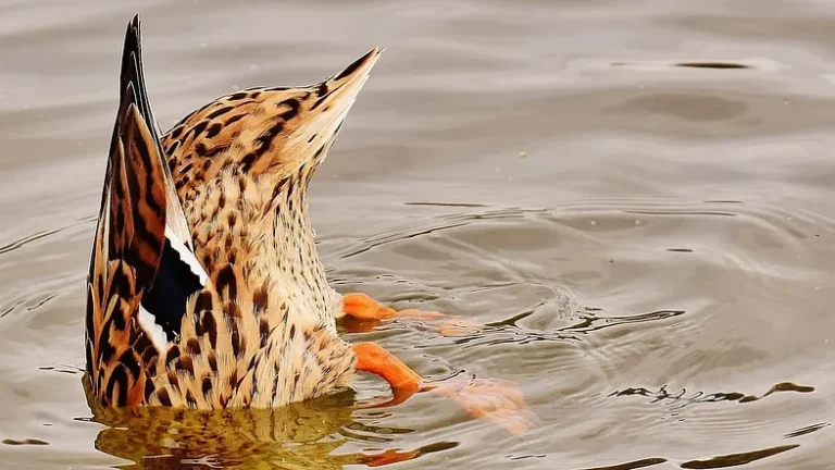 duck dipping head under water, duck butt pointing up in the air