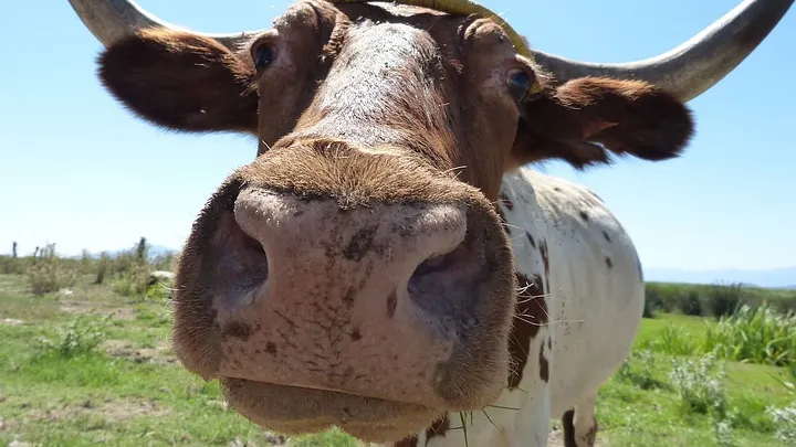 closeup of ox in a field, looking up its nostrils