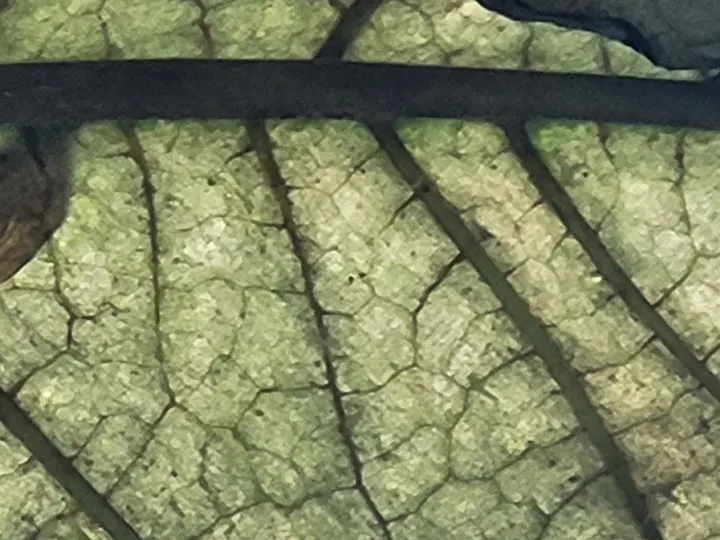 closeup of translucent green leaf. its veins are a fractal pattern: the big vein, the medium-sized veins shooting off it, and the tiny veins shooting off those.