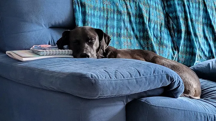 dark brown pitbull-ish dog with floppy ears naps on a blue couch draped in a blue blanket. the dog's head is resting near a couple closed notebooks on the couch arm, presumably left there by a human who was writing and will return.