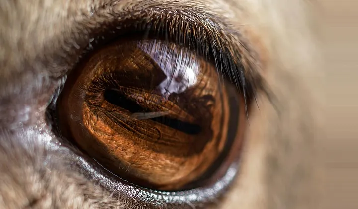 super closeup of a brown deer eye, like a chestnut, with a horizontal pupil
