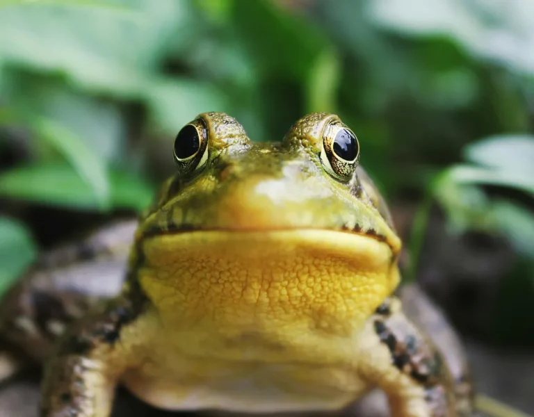 gray-green bullfrog with big black eyes and yellow underbelly, staring and frowning at the camera